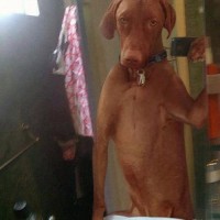 perro dog foto wc cristal facebook tuenti