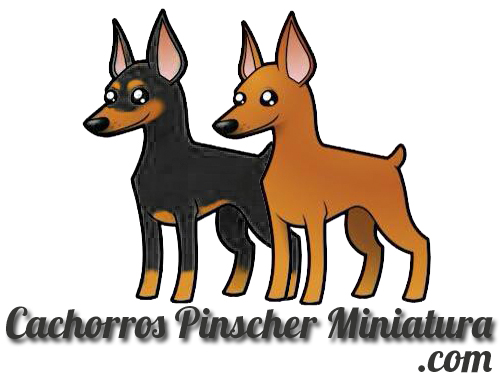 cachorros pinscher miniatura