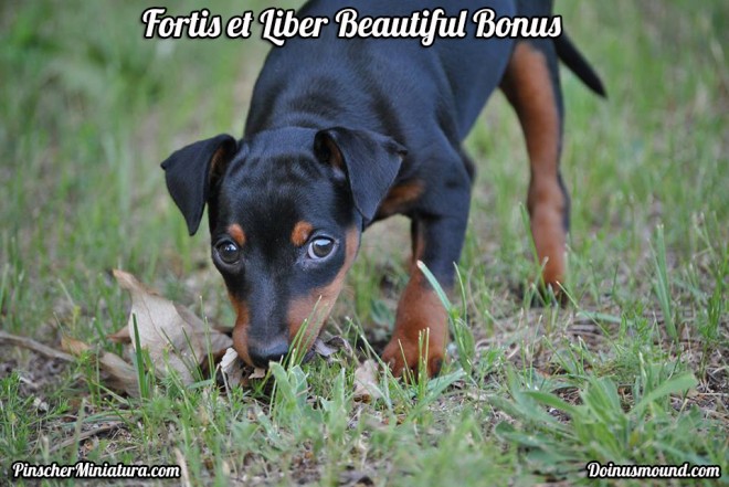 Fortis et Liber Beautiful Bonus