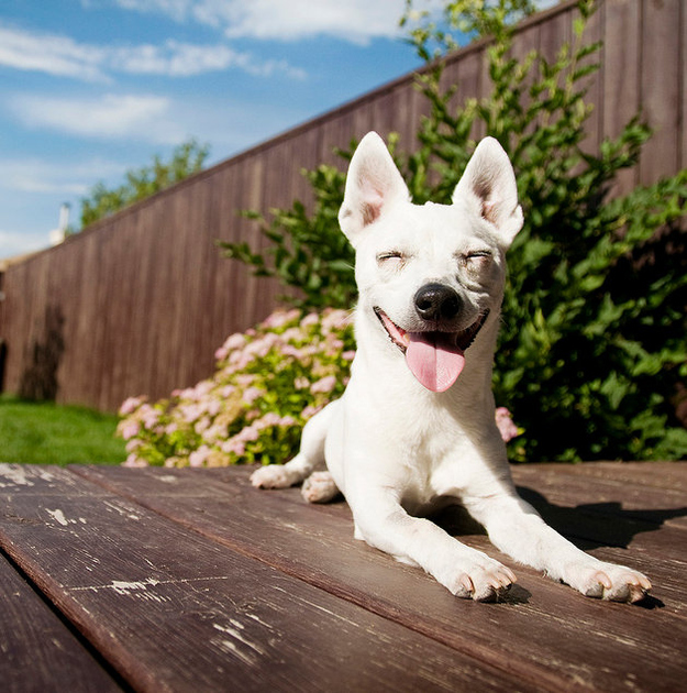 foto perro feliz jardin