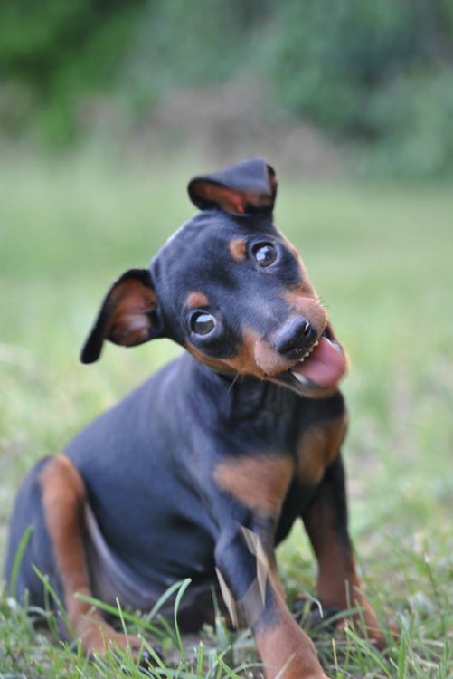 foto perro feliz mini pinscher