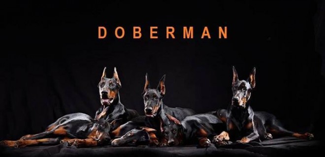Dobermann apocalipsis